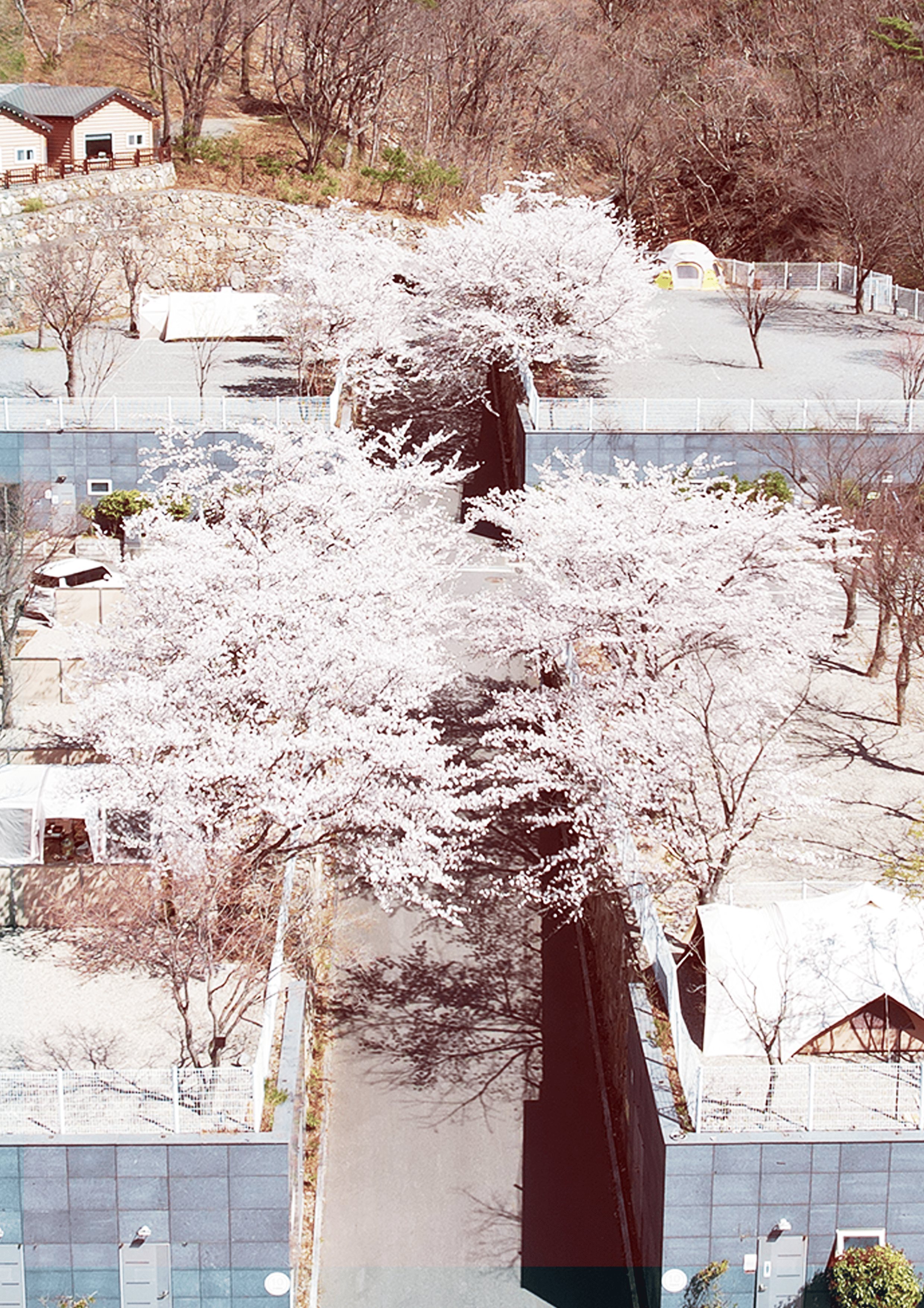 캠프포레스트 자연 풍경