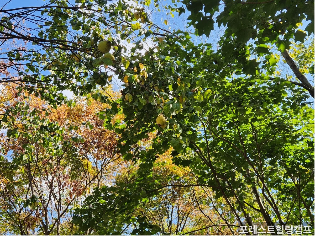포레스트힐링캠프 메인 전경 — 단양 입문자 캠핑장 추천