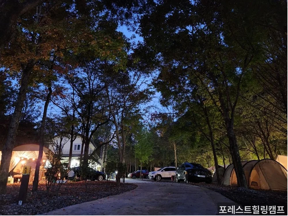 포레스트힐링캠프 캠핑사이트 전경 — 단양 오토캠핑 추천