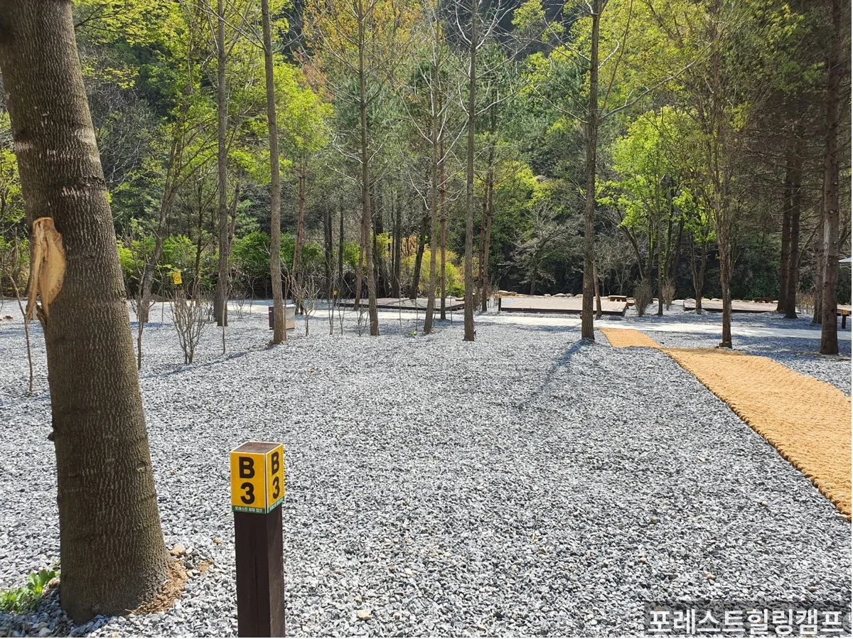 캠핑장 주변 자연환경 — 계곡과 숲