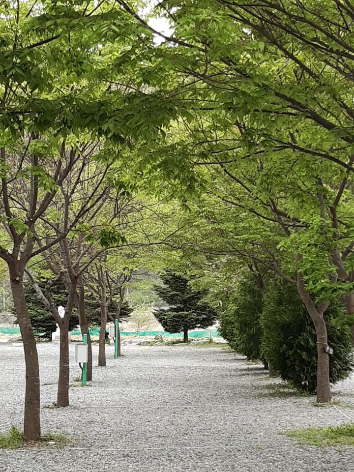 P 파쇄석 (반려견 동반)