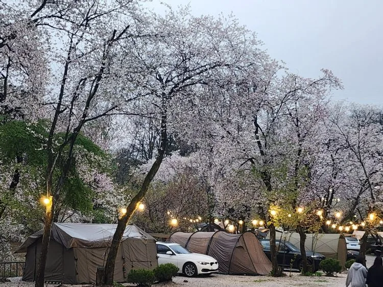 포천 딥포레스트캠핑장 — 경기 포천의 오토캠핑 전경