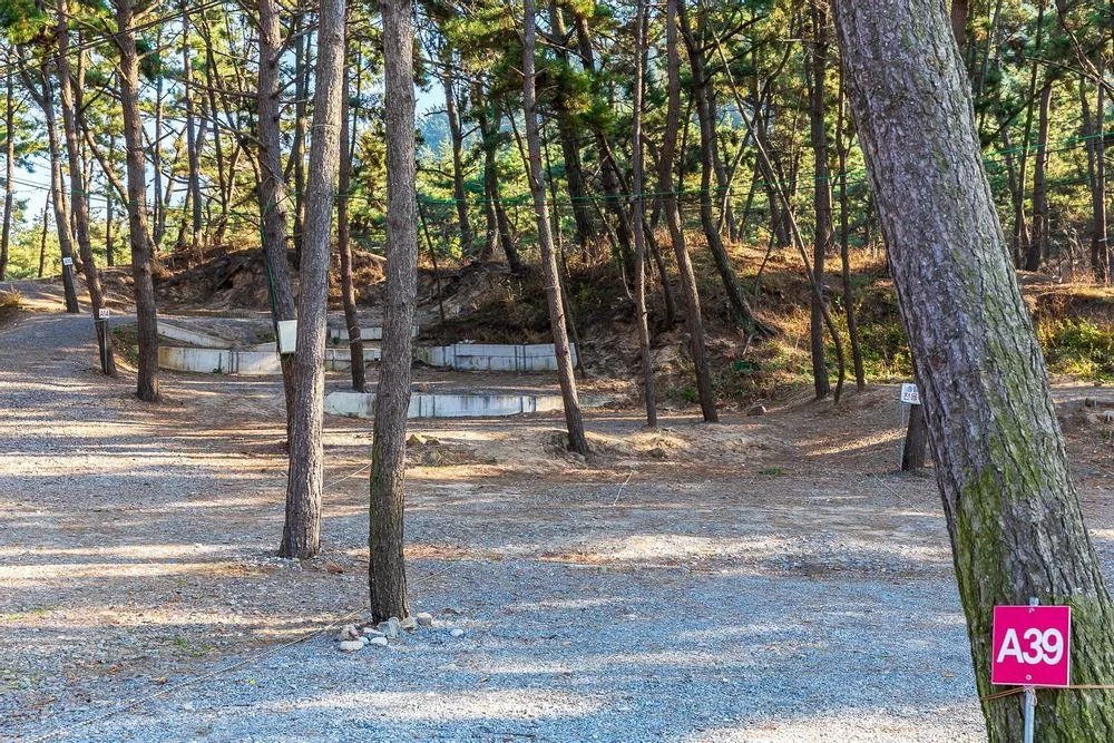 태안 어은돌송림캠핑장 — 충남 태안의 오토캠핑 전경