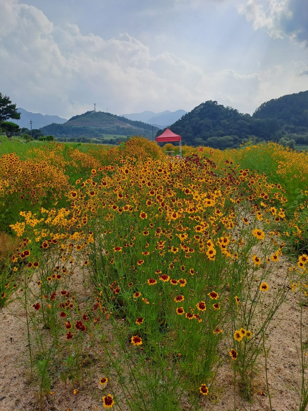 운교랜드캠핑장 전경