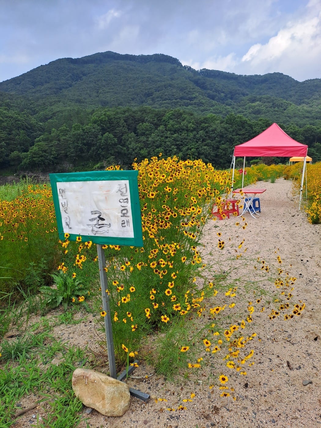 해바라기밭 안내판과 텐트